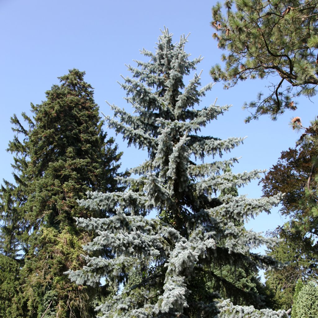 Picea pungens - Colorado blue spruce