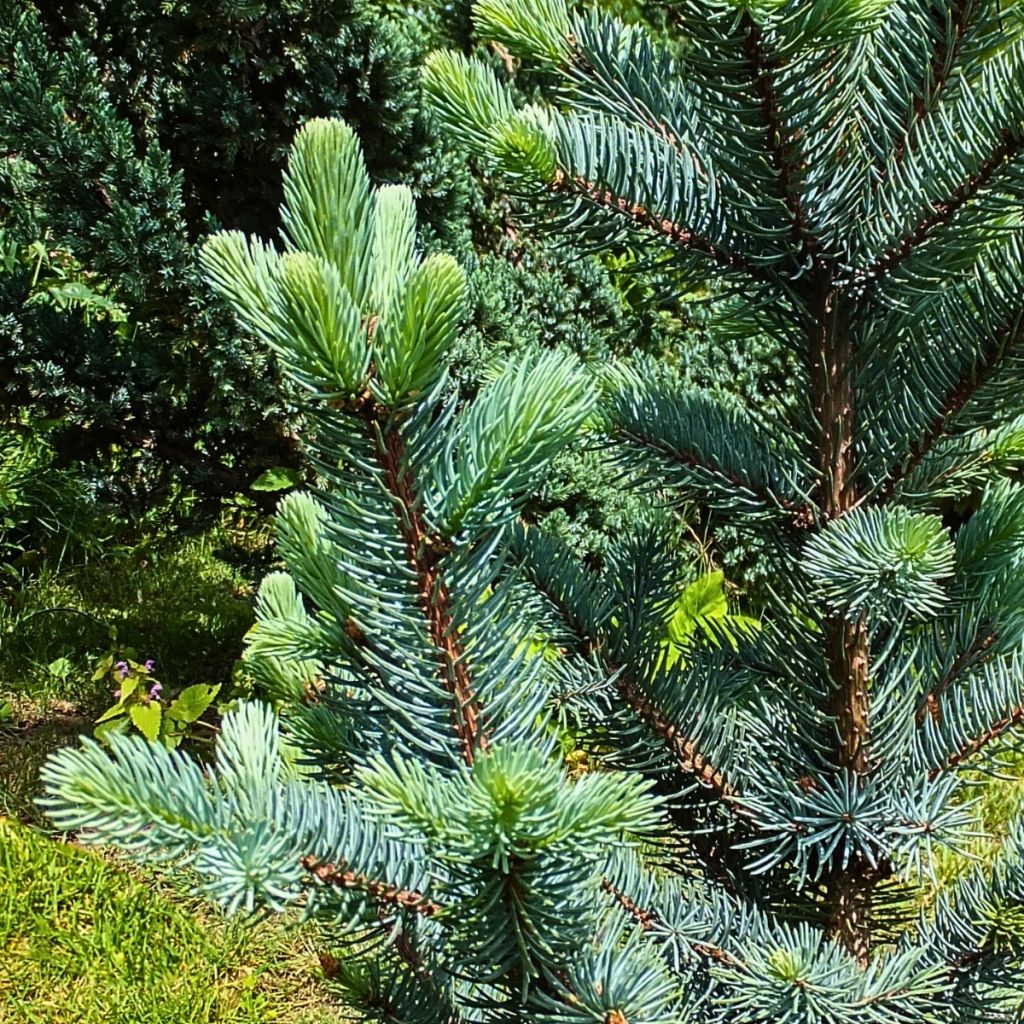 Picea pungens Iseli Fastigiate - Blue Spruce