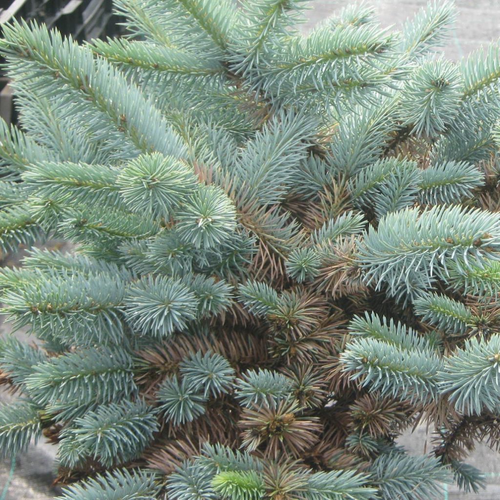 Picea pungens Jeddeloh - Blue Spruce