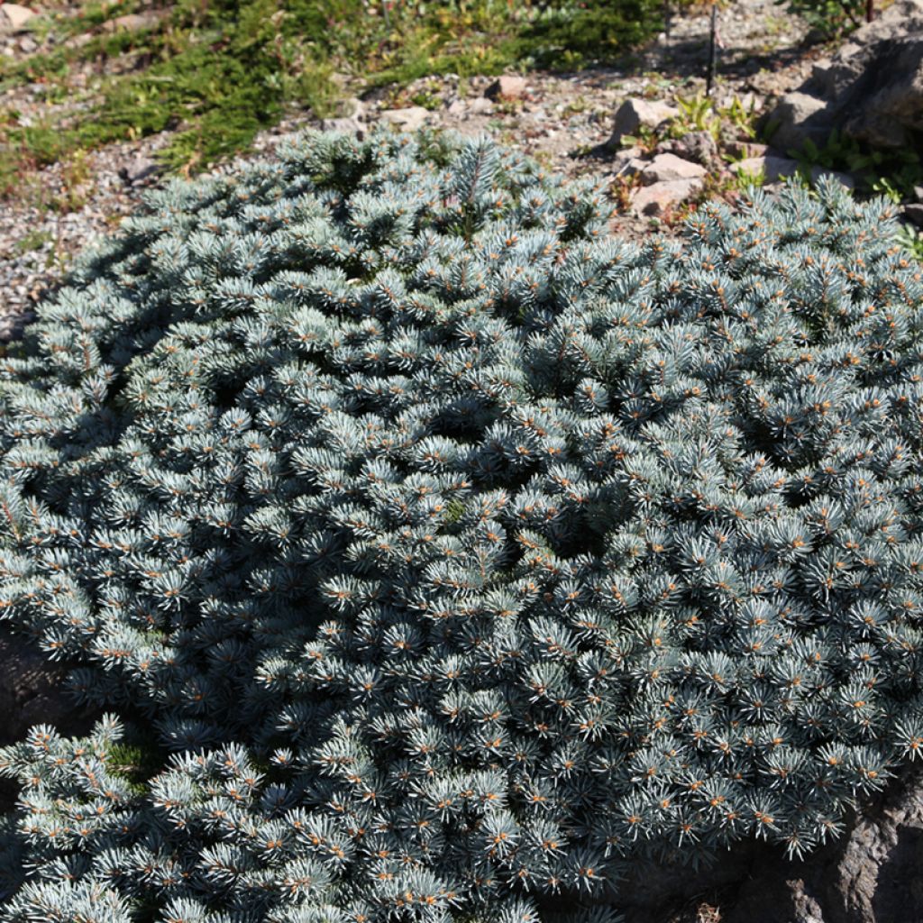 Picea pungens Saint Mary's Broom - Blue spruce