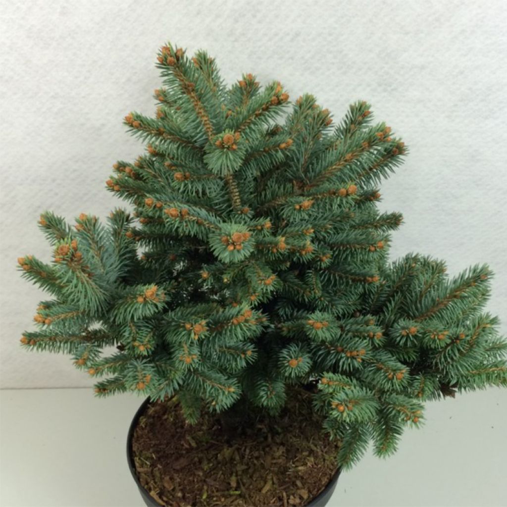 Picea pungens Thuem - Blue Spruce