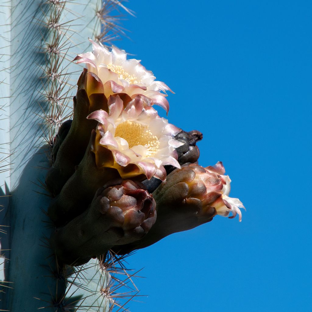 Pilosocereus pachycladus subsp. pachycladus - Blue Torch Cactus