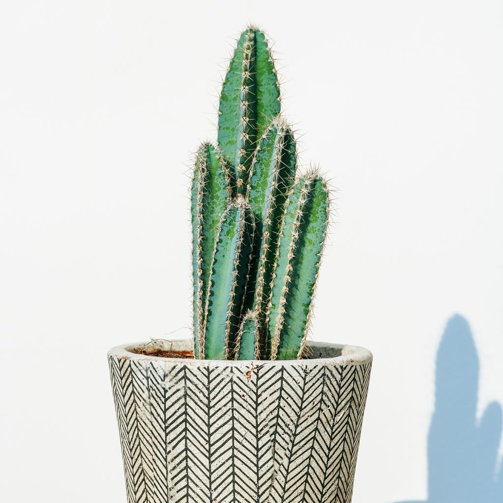 Pilosocereus pachycladus subsp. pachycladus - Blue Torch Cactus