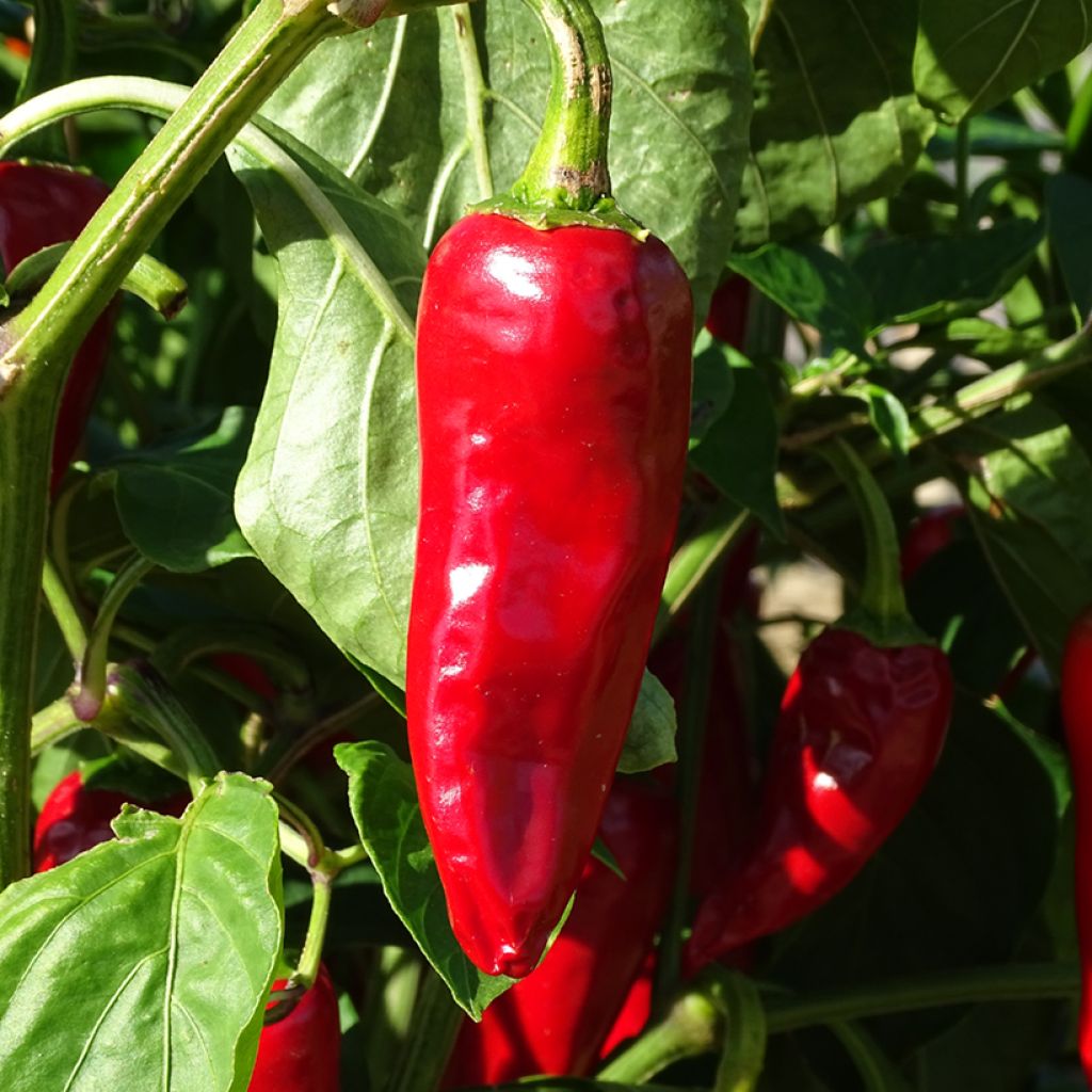 Organic Gorria Pepper plugs - Capsicum frutescens