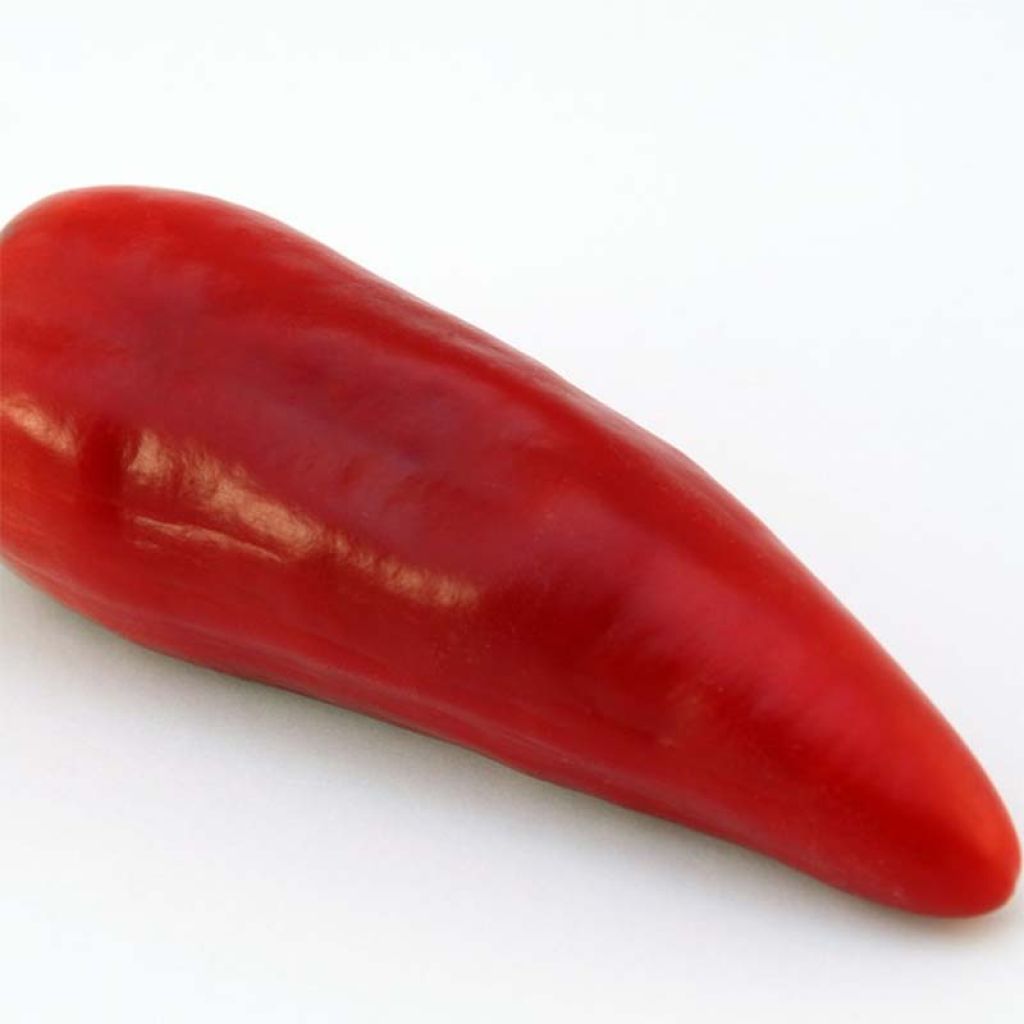 Chilli Pepper Jalapeño Organic