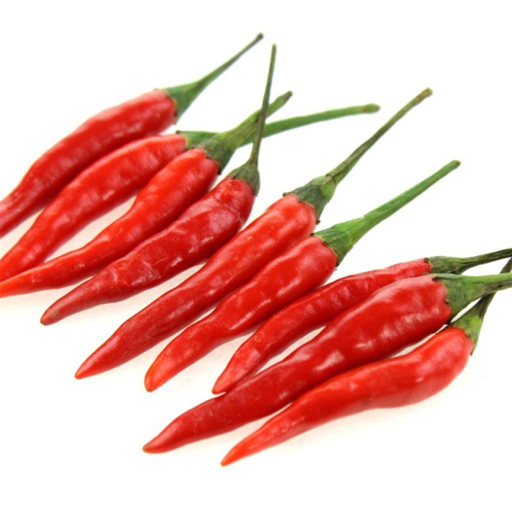 Pepper Provence Lollipop - Capsicum annuum