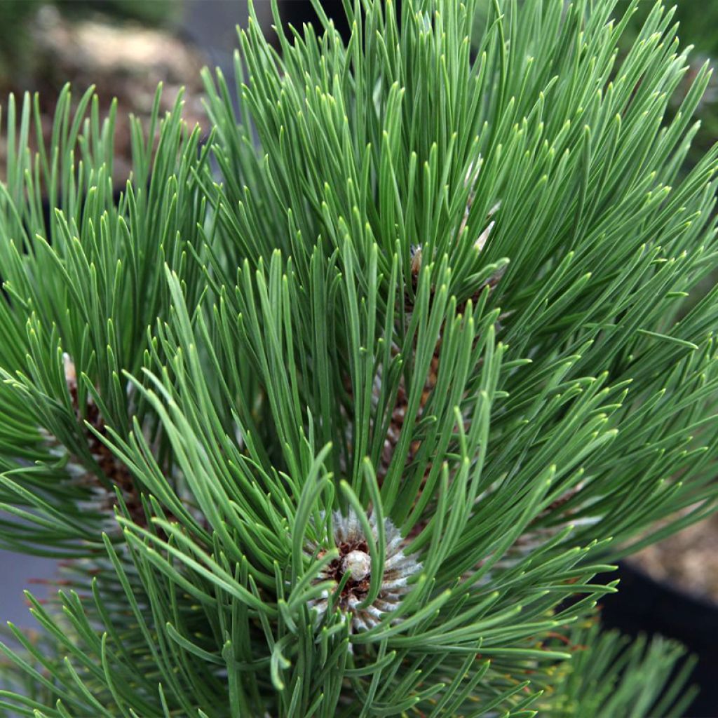 Pinus heldreichii Malinkii - Bosnian Pine