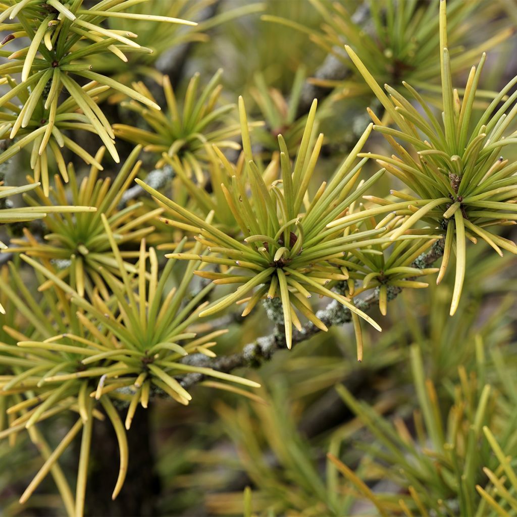 Pinus mugo Mops Gold - Dwarf Mountain Pine