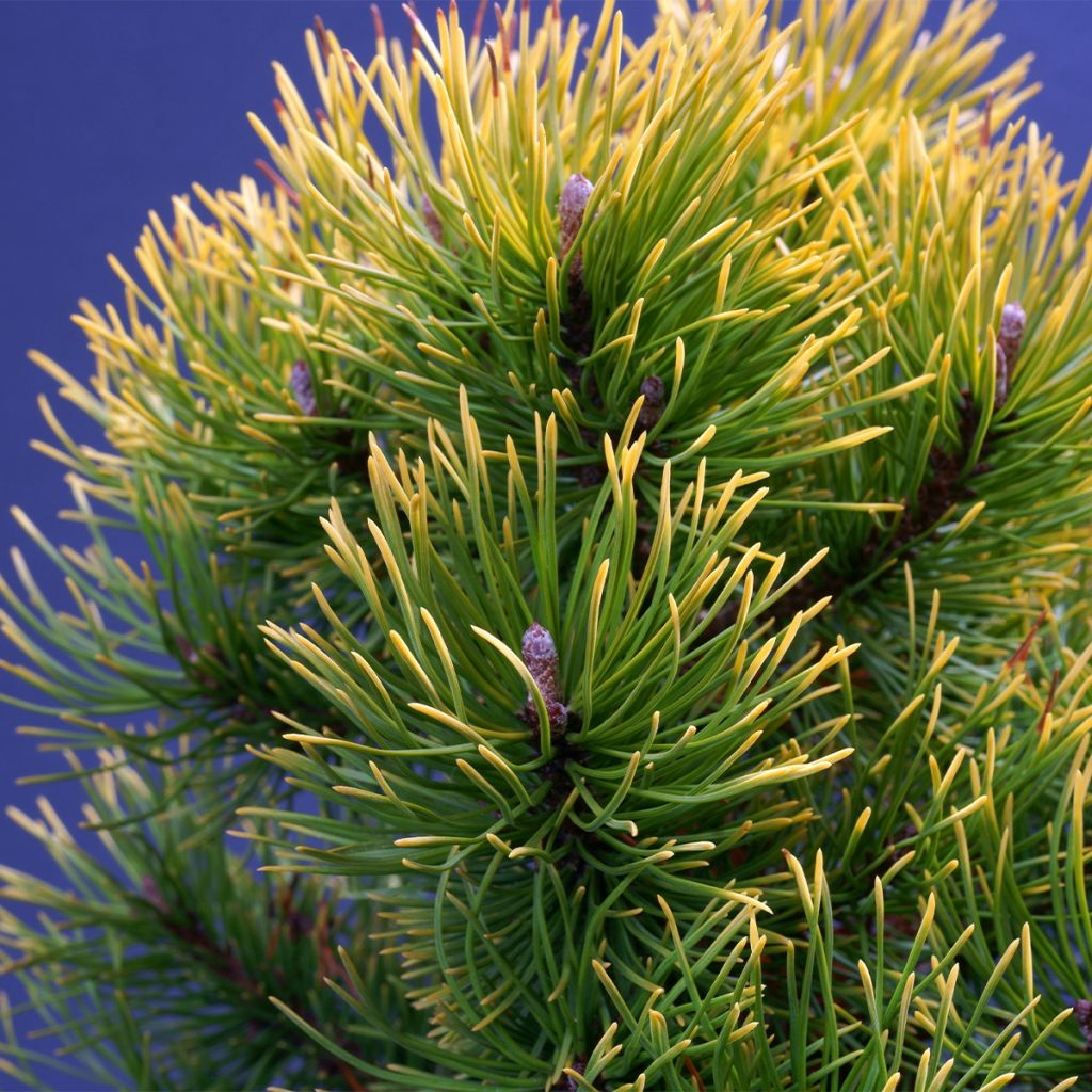 Pinus mugo Mops Gold - Dwarf Mountain Pine