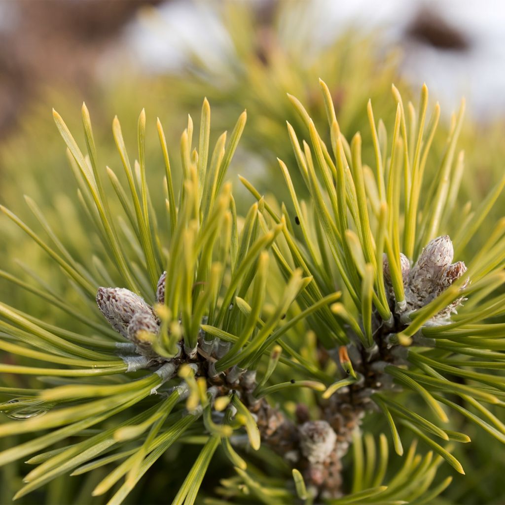 Pinus mugo Mops Gold - Dwarf Mountain Pine