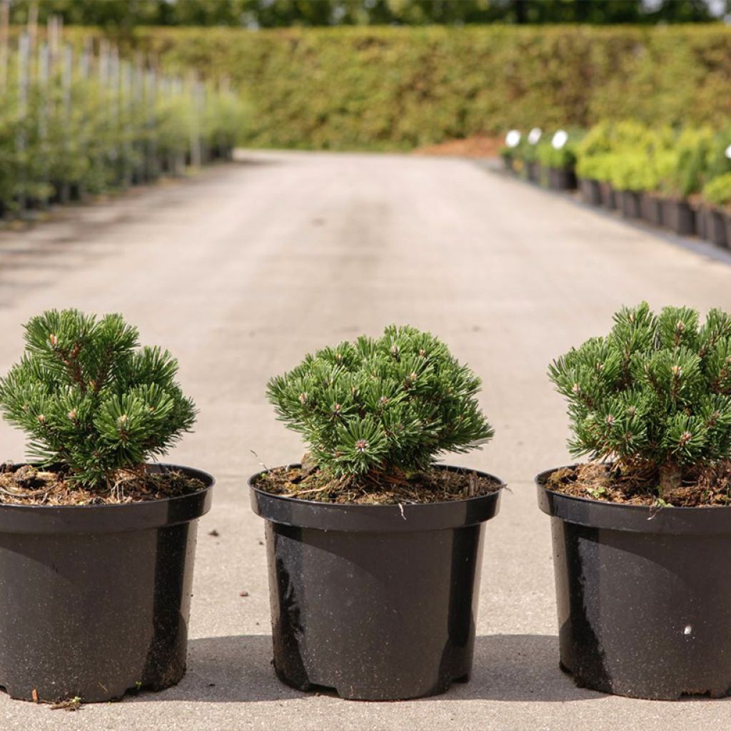 Pinus mugo Sherwood Compact - Dwarf Mountain Pine