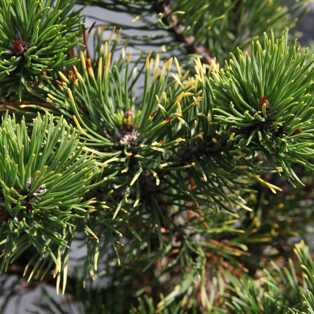 Pinus mugo Carstens Wintergold - Dwarf Mountain Pine