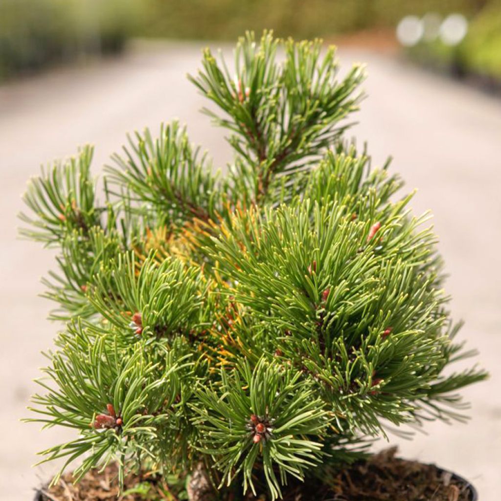 Pinus mugo Carstens Wintergold - Dwarf Mountain Pine