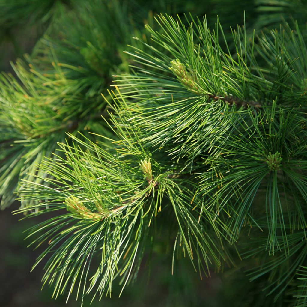 Pinus armandii - Chinese white pine