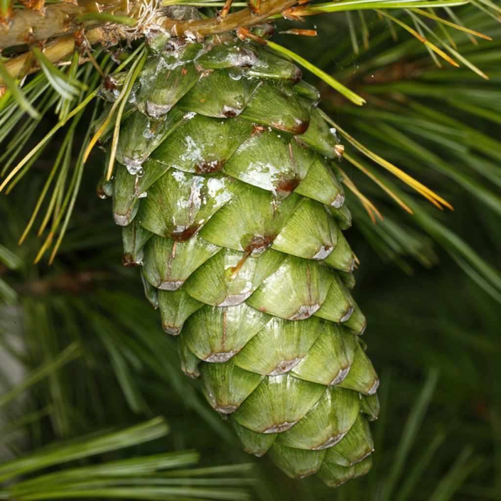 Pinus armandii - Chinese white pine