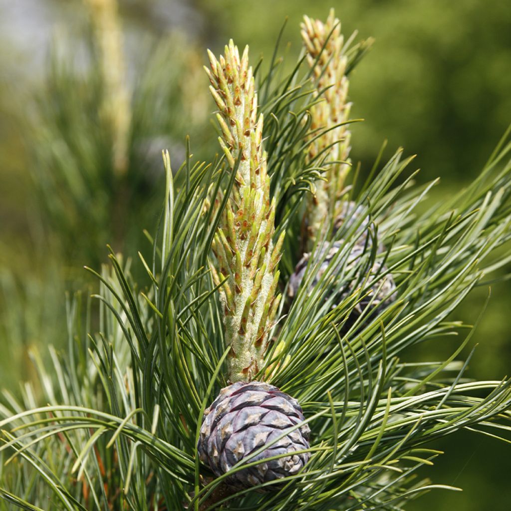 Pinus cembra - Arolla pine, Swiss stone pine