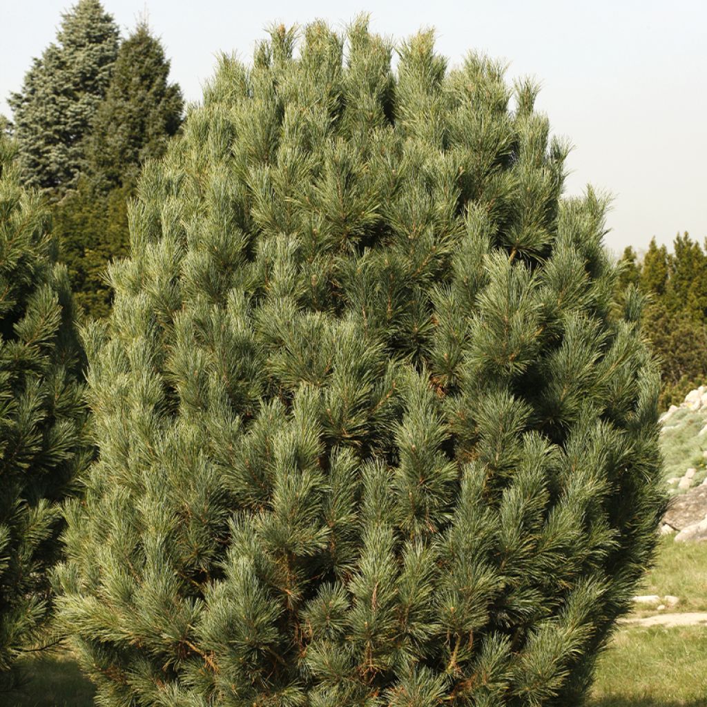 Pinus cembra - Arolla pine, Swiss stone pine