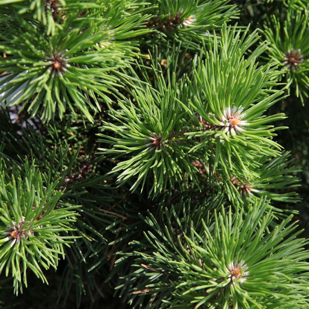 Pinus mugo Gnom - Dwarf Mountain Pine