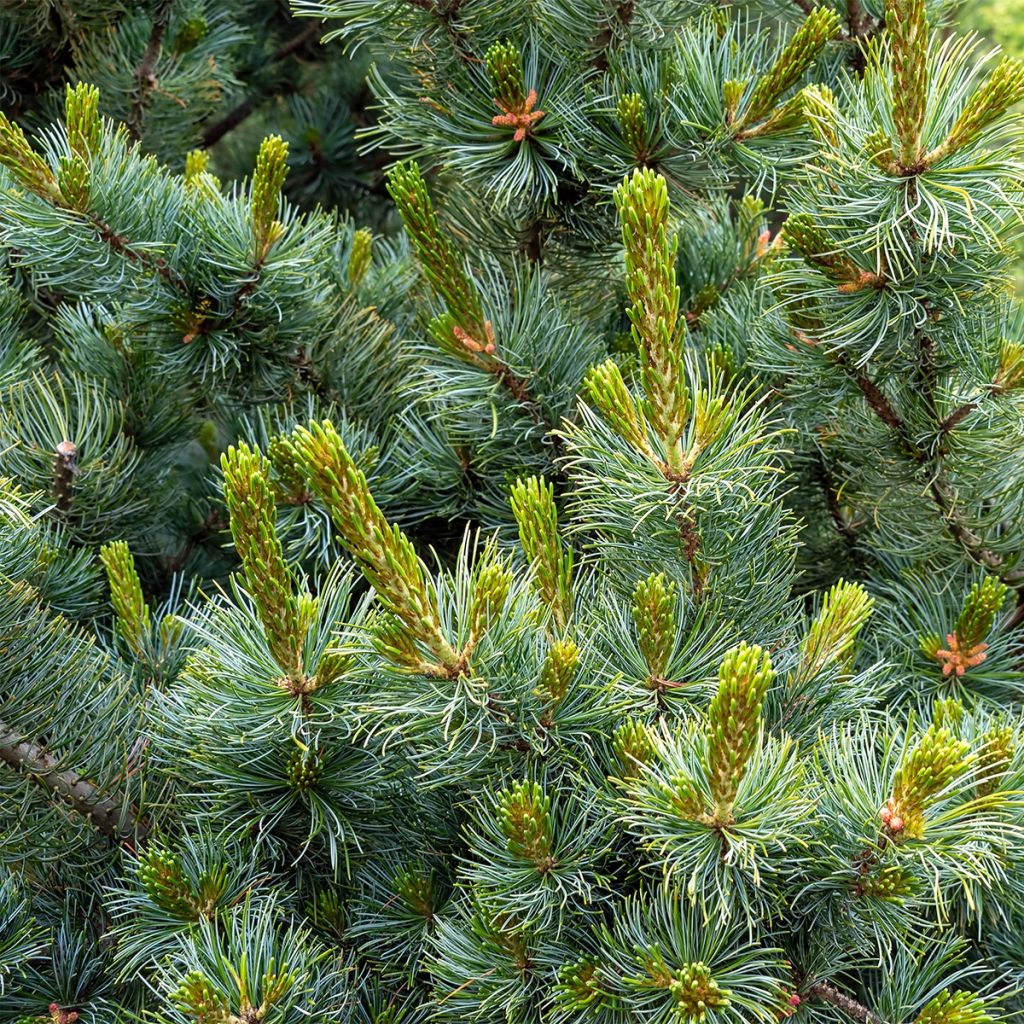 Pinus parviflora Tempelhof - Japanese White Pine