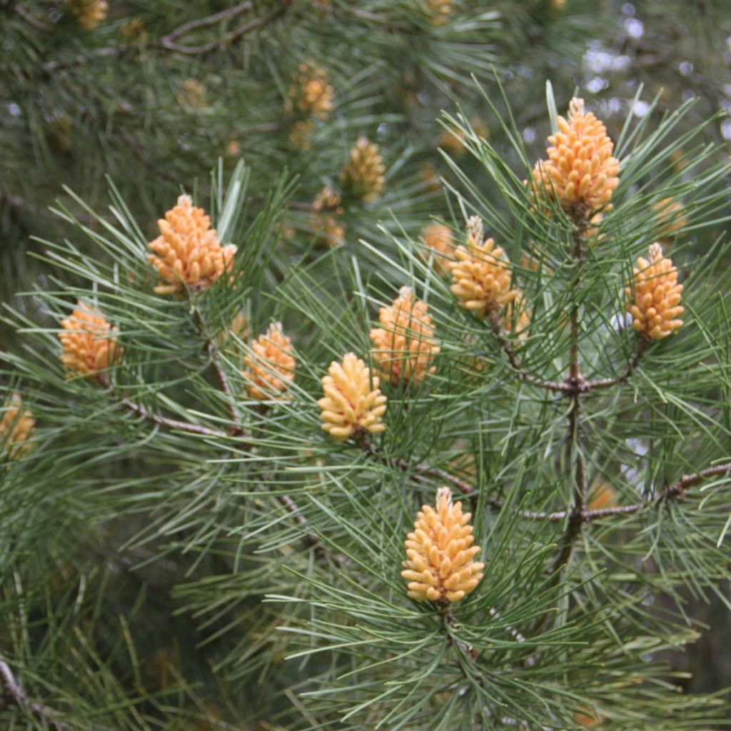 Pinus pinaster - Maritime pine