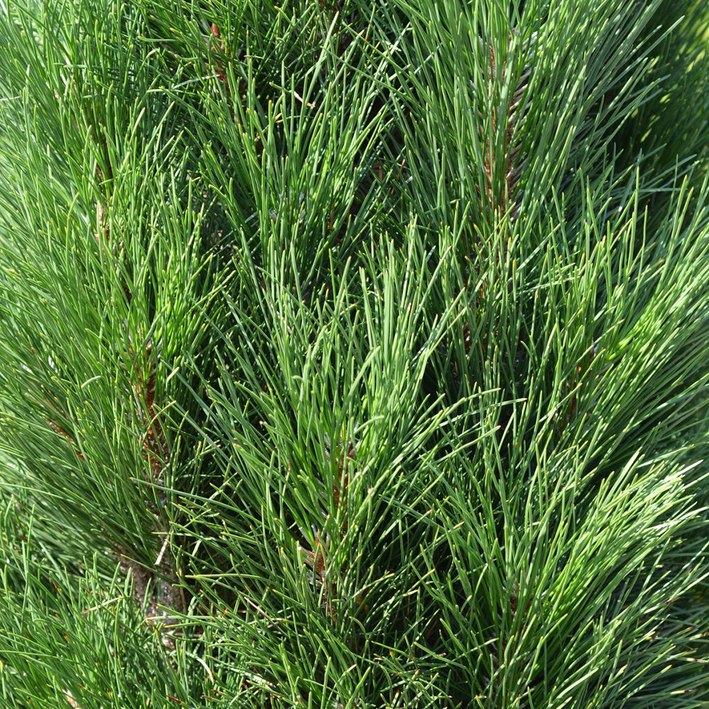 Pinus nigra Green Tower - Black Pine