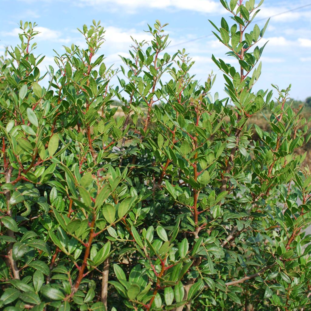 Pistacia lentiscus - Mastic Tree