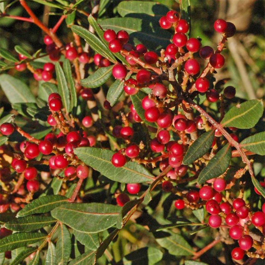 Pistacia lentiscus - Mastic Tree