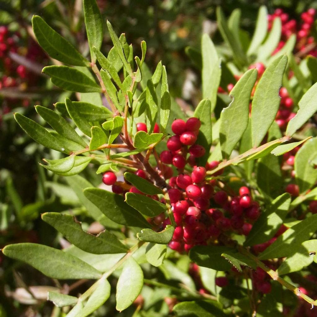 Pistacia lentiscus - Mastic Tree