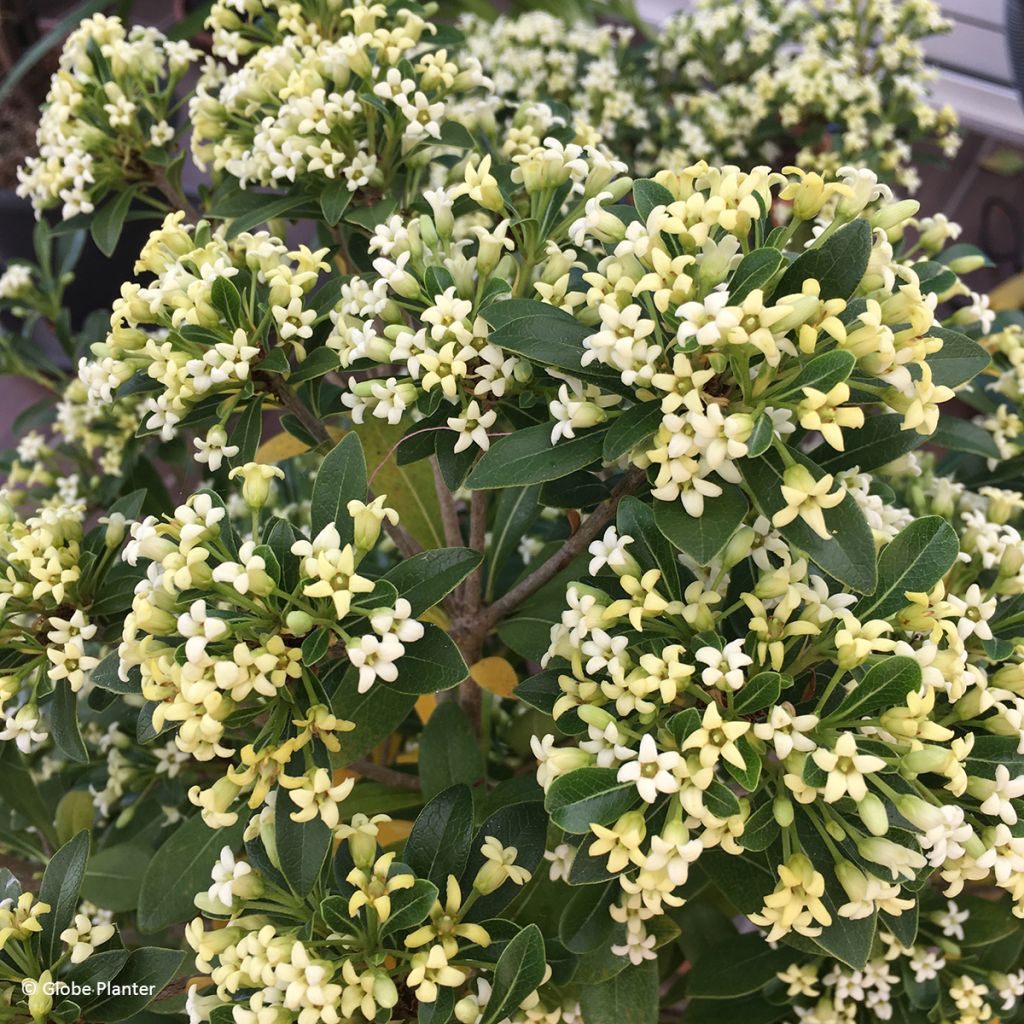 Pittosporum tobira x heterophyllum Green Mound - Japanese pittosporum