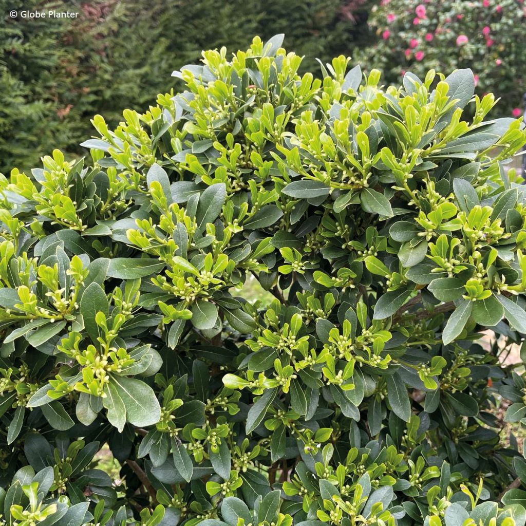 Pittosporum tobira x heterophyllum Green Mound - Japanese pittosporum