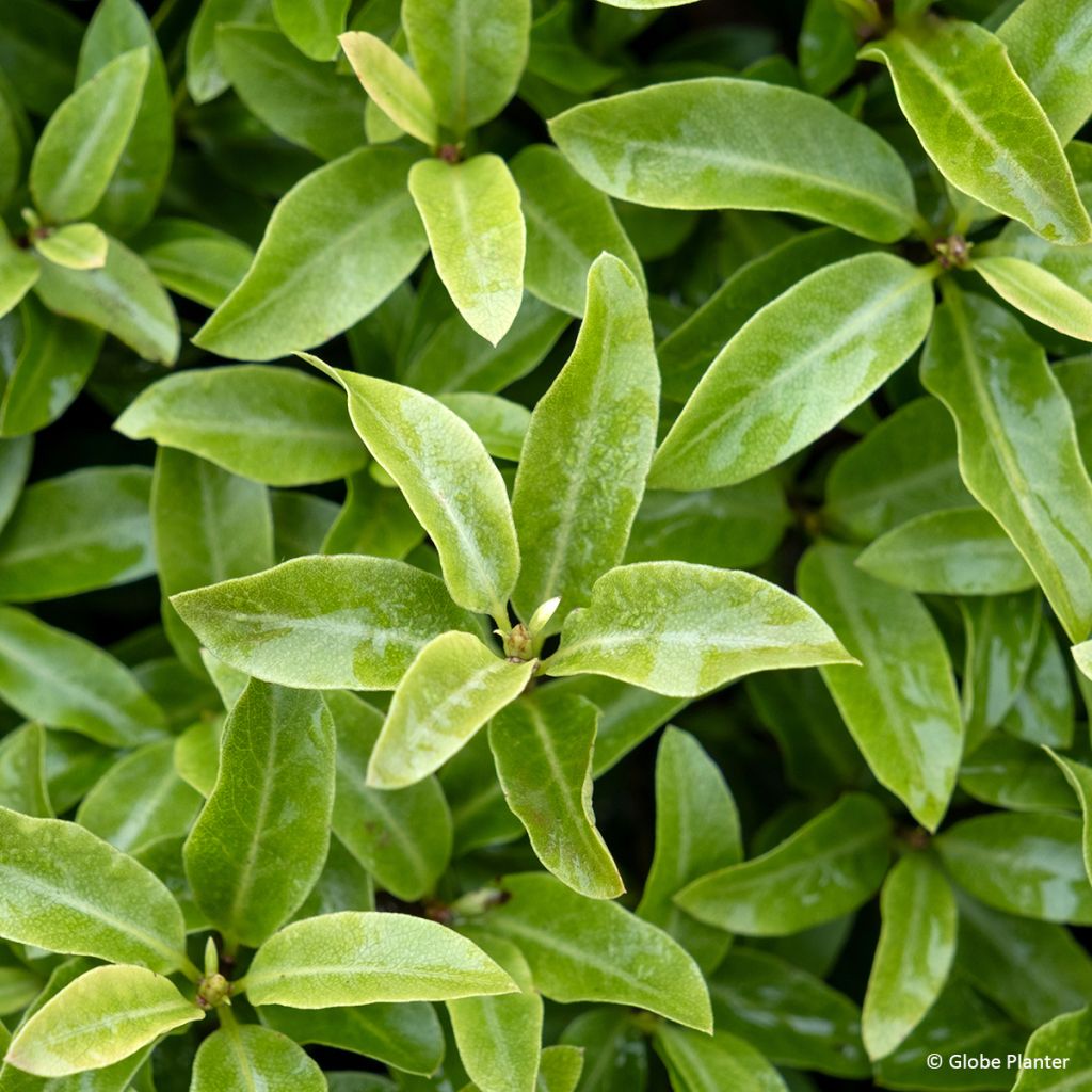 Pittosporum tenuifolium 'Lapitty' Orbitea - Pittospore à petites feuilles Orbitea