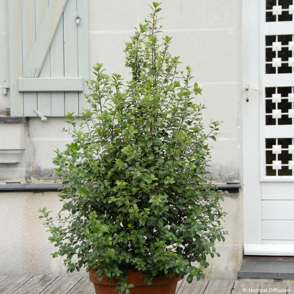 Pittosporum tenuifolium Irish Luck - Kohuhu