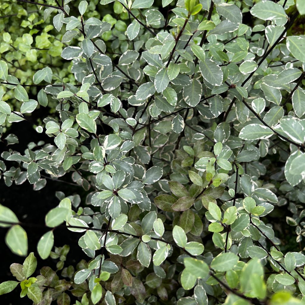 Pittosporum tenuifolium Victoria - Kohuhu