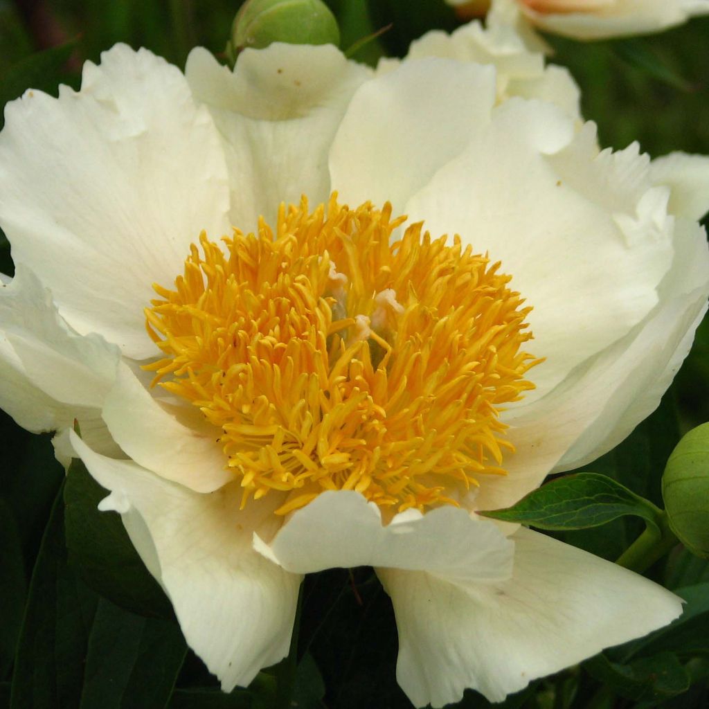 Paeonia lactiflora Claire de Lune
