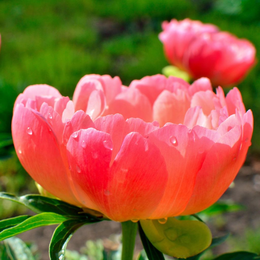 Paeonia lactiflora Coral Sunset - Garden Peony
