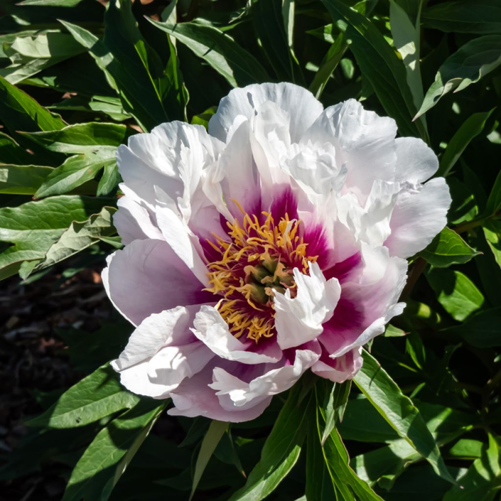 Paeonia x Itoh 'Cora Louise'