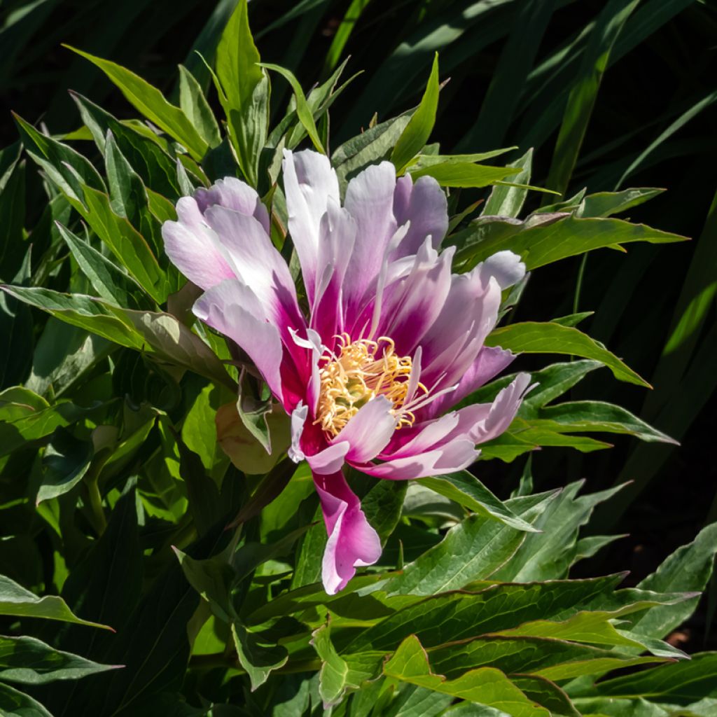 Paeonia x Itoh 'Cora Louise'