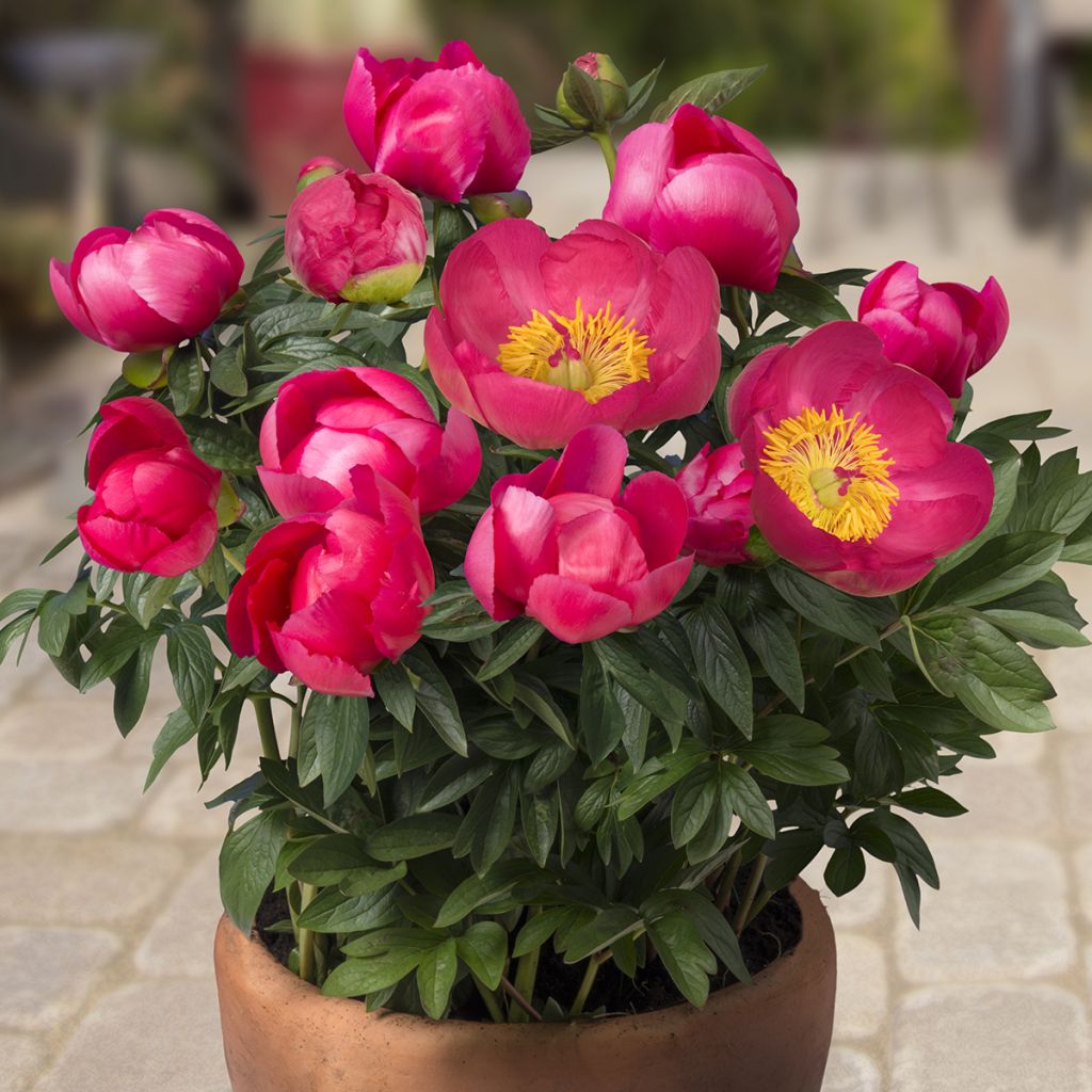 Paeonia lactiflora Oslo (Patio Peony Series) - Dwarf Peony