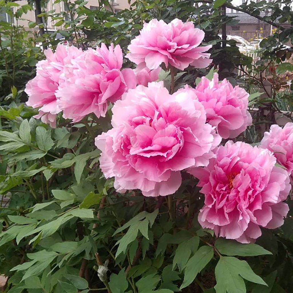 Paeonia x suffruticosa Cotton Candy - Tree peony