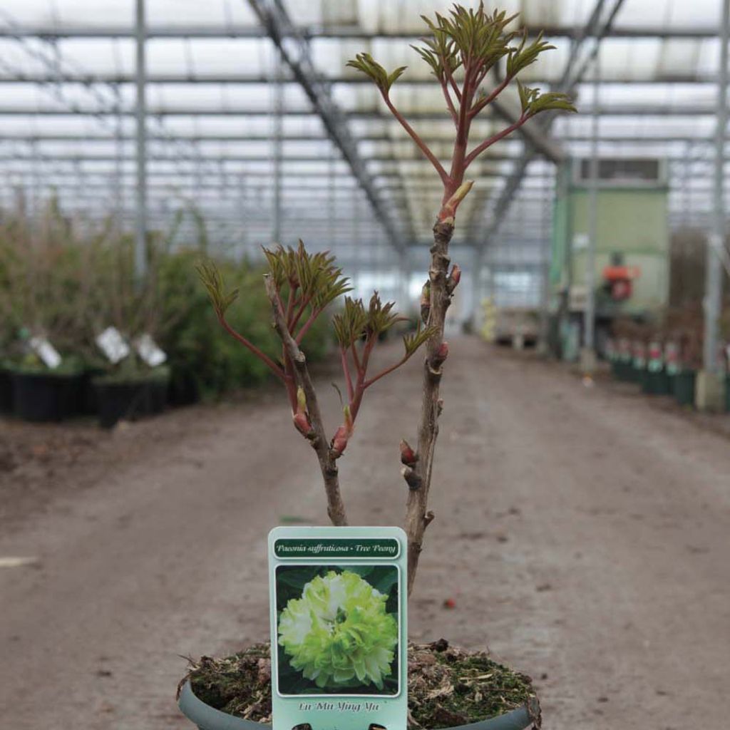 Paeonia suffruticosa Lu Mu Ying Yu - Tree Peony