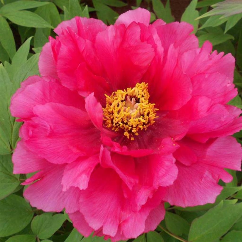 Paeonia suffruticosa Ri Yue Jin - Tree Peony