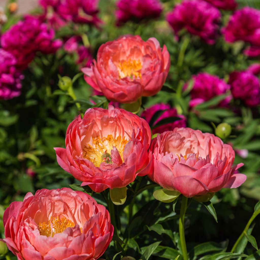 Paeonia lactiflora Coral Charm
