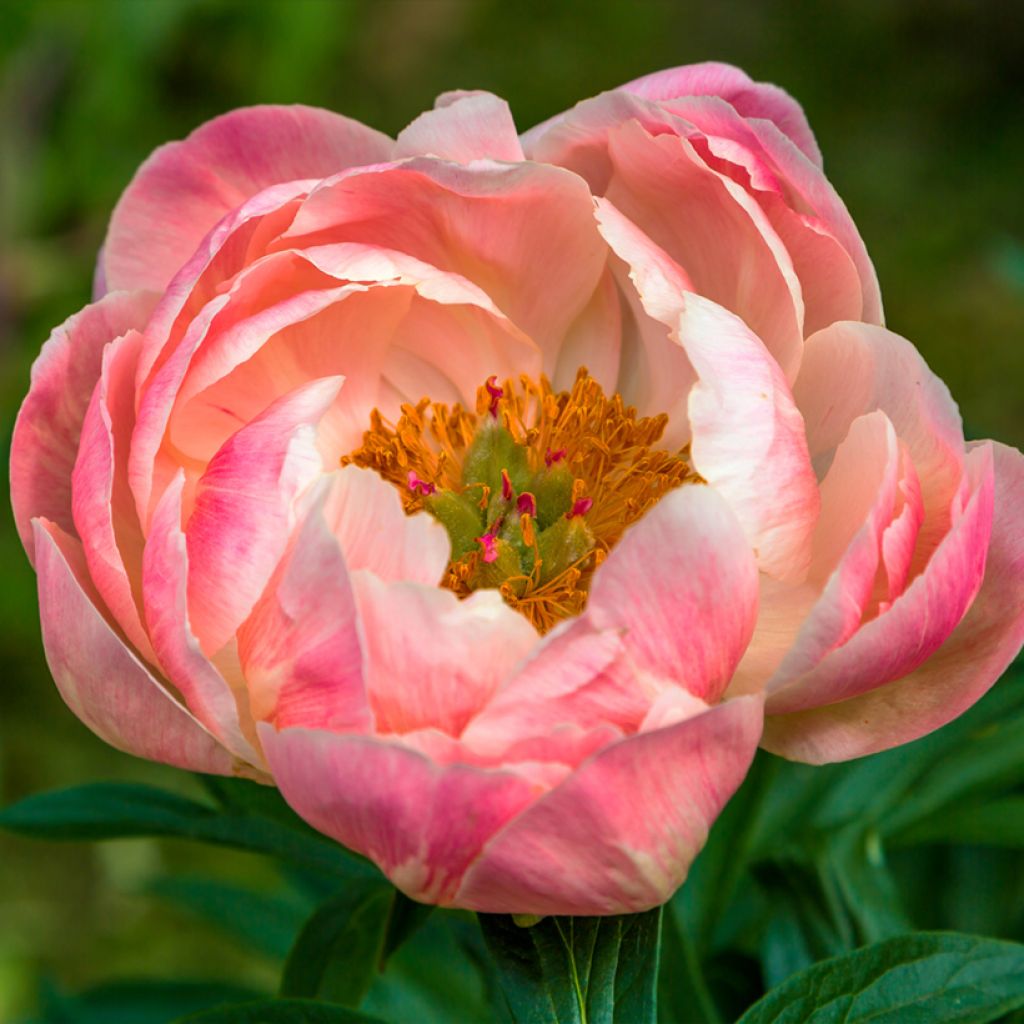 Paeonia lactiflora Coral Charm