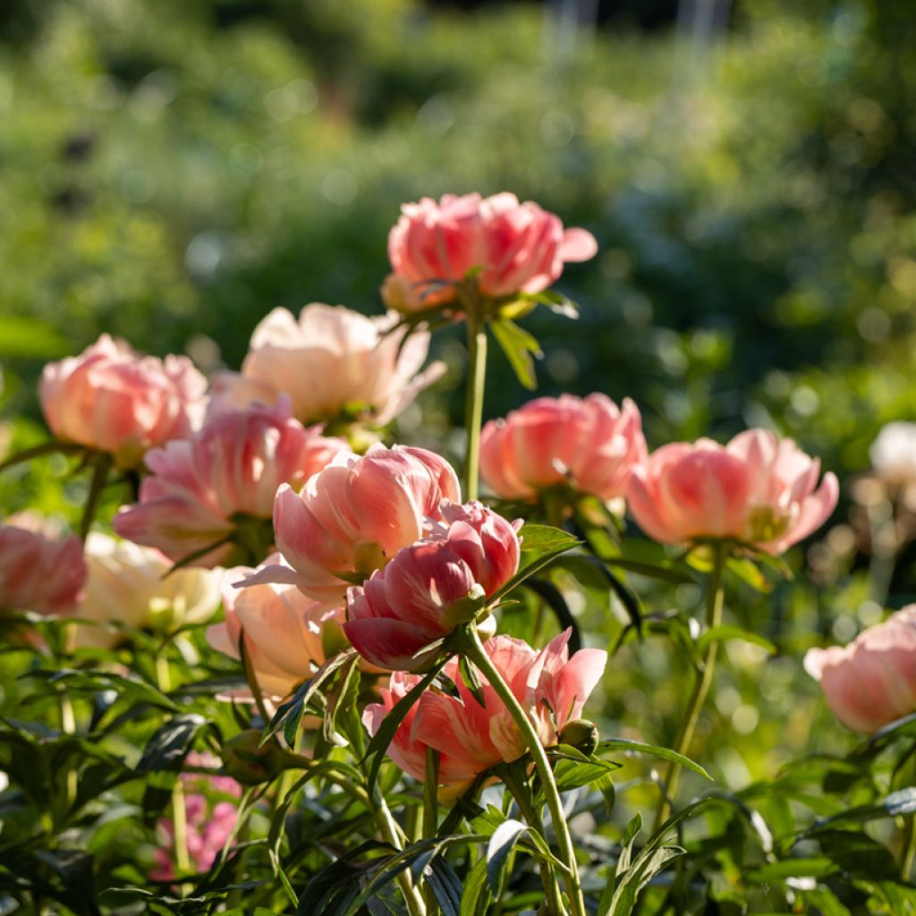 Paeonia lactiflora Coral Charm