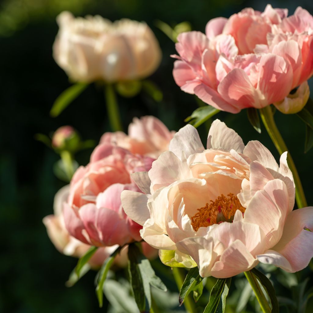 Paeonia lactiflora Coral Charm