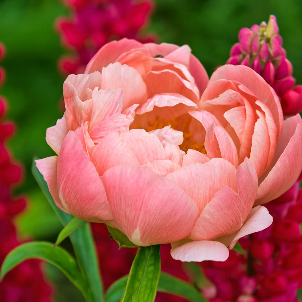 Paeonia lactiflora Coral Charm