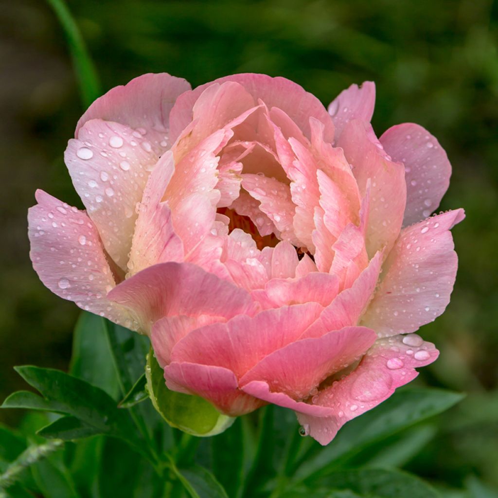 Paeonia lactiflora Coral Charm