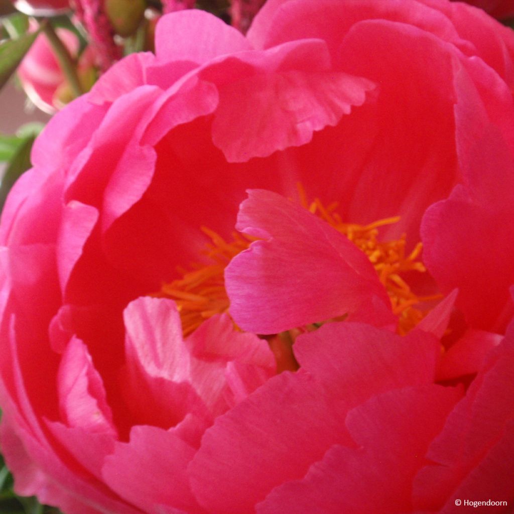 Paeonia lactiflora Cytherea