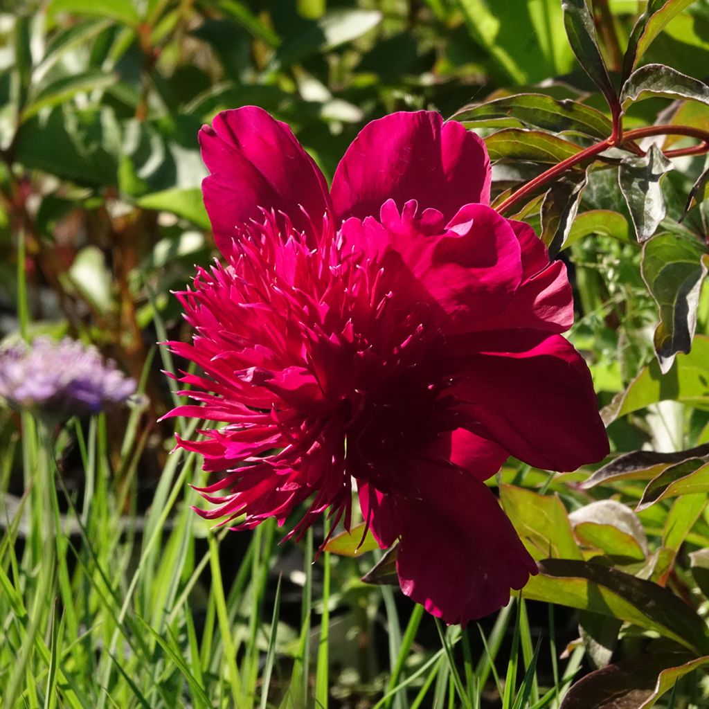 Paeonia lactiflora Inspecteur Lavergne