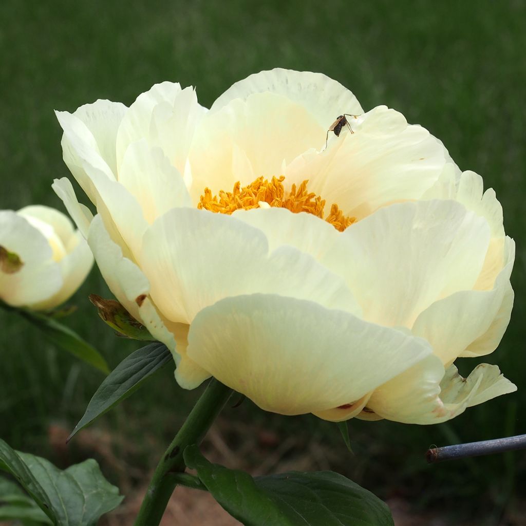 Paeonia lactiflora Lemon Chiffon